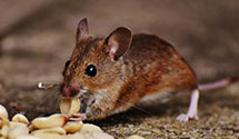 24 Hour & Emergency Exterminators in Corydon, KY